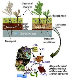 Microbiological interaction in the mineralosphere