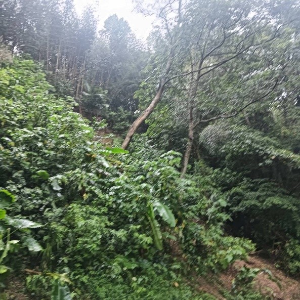 邊坡穩定工程施工後照片，為邊坡施工後景象，可見坡面及植被覆蓋情形