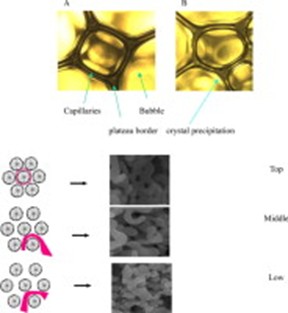生物表面活性劑處理前後之顯微影像與作用機制示意圖