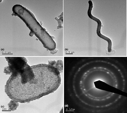 四張灰階顯微鏡影像,左上及右上分別為桿狀與螺旋狀微生物,左下呈現細菌與周圍物質的交互作用,右下則為材料的選區電子衍射(SAED)影像