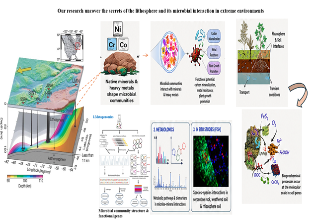 Microbiological interaction in the mineralosphere